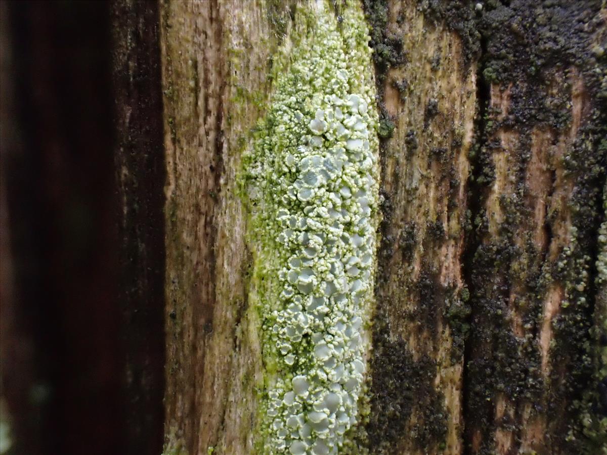 Lecanora strobilina (door Lukas Verboom)