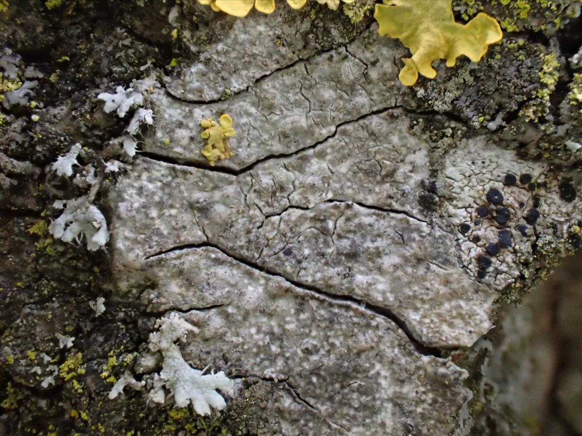 Thelenella modesta (door Lukas Verboom)