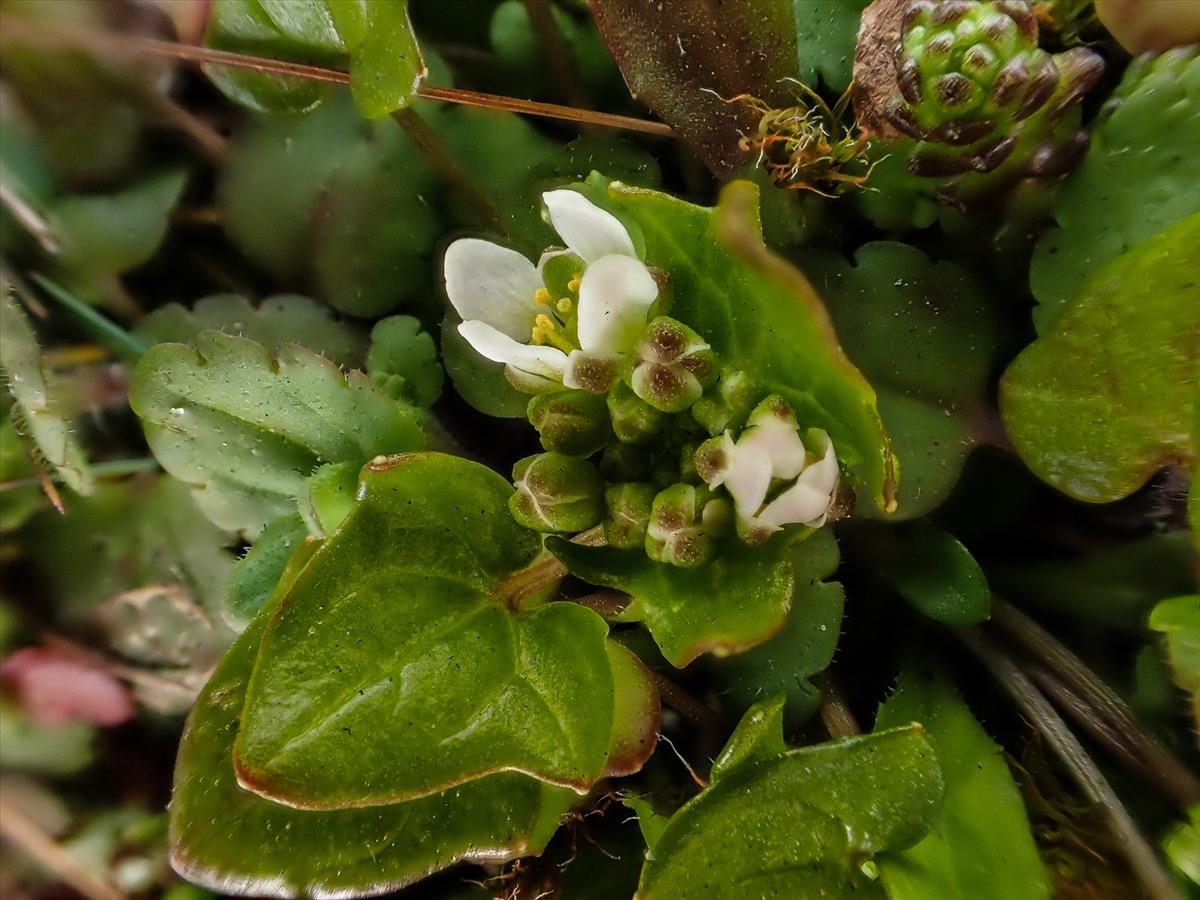 Cochlearia danica (door Peter Hegi)