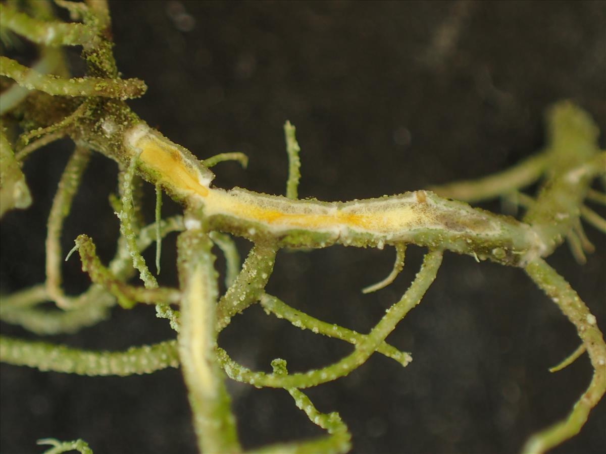 Usnea flavocardia (door Arno van der Pluijm)