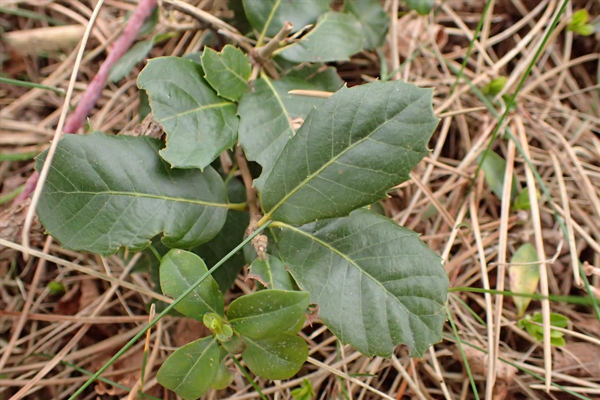 Quercus ilex (door Sipke Gonggrijp)