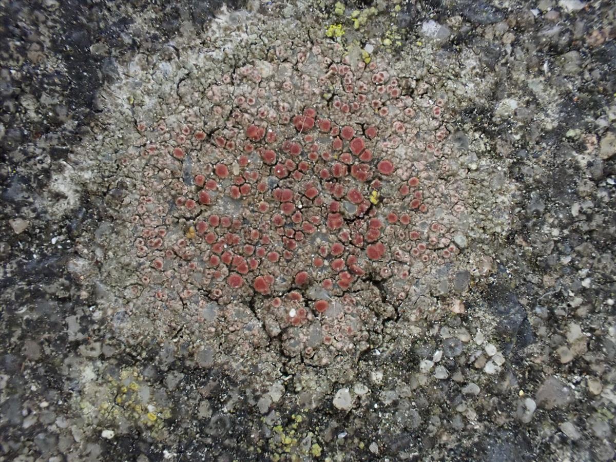 Xanthocarpia fulva (door Lukas Verboom)
