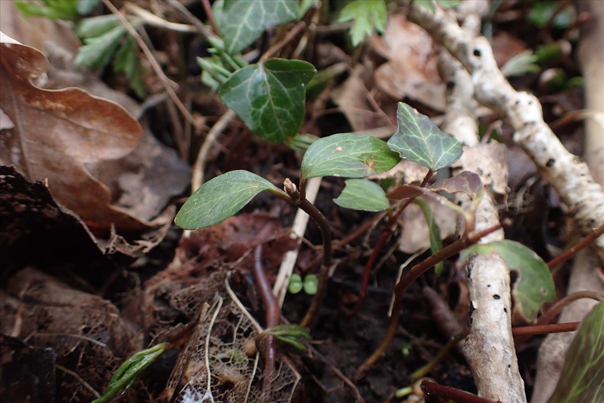 Hedera helix (door Stef van Walsum)