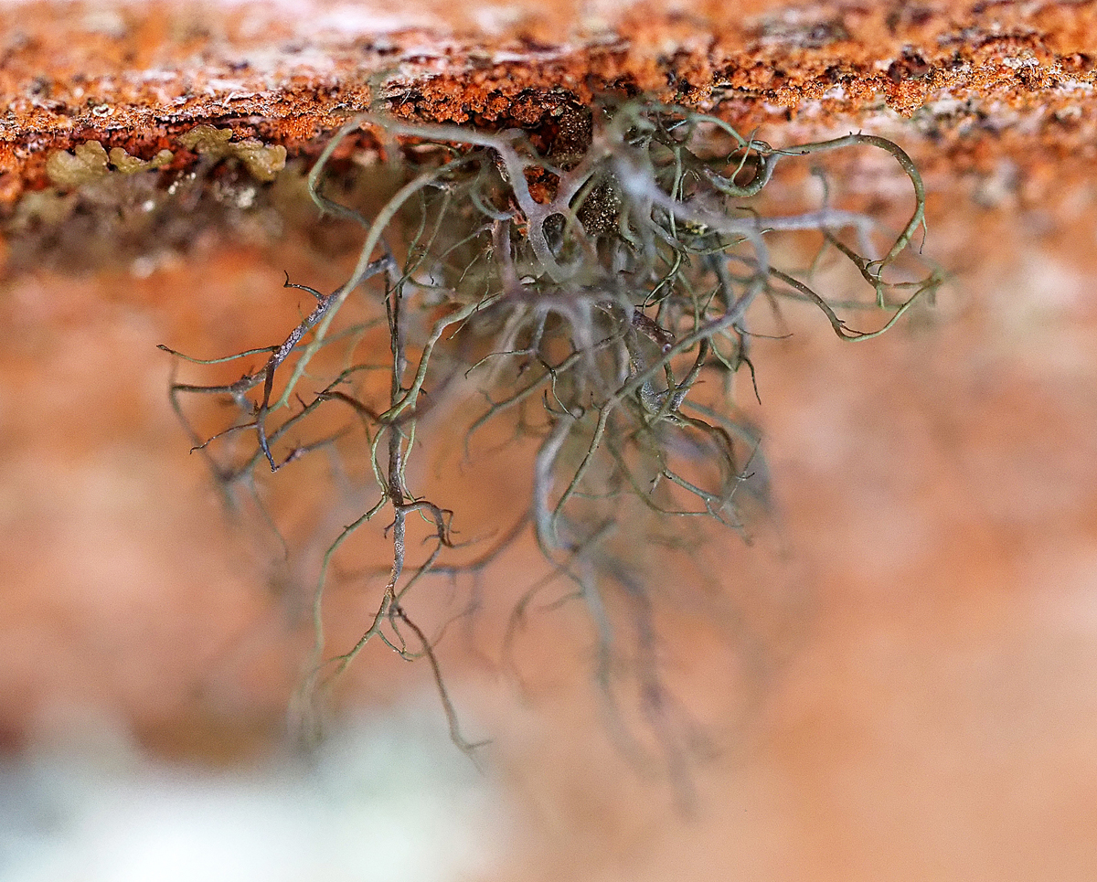 Bryoria fuscescens (door Jeroen van der Loop)