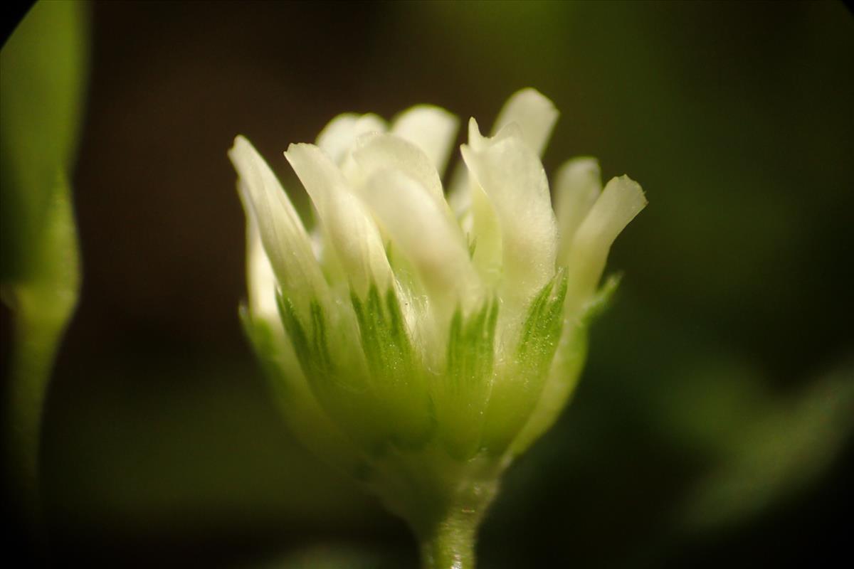 Trifolium tomentosum (door Sipke Gonggrijp)