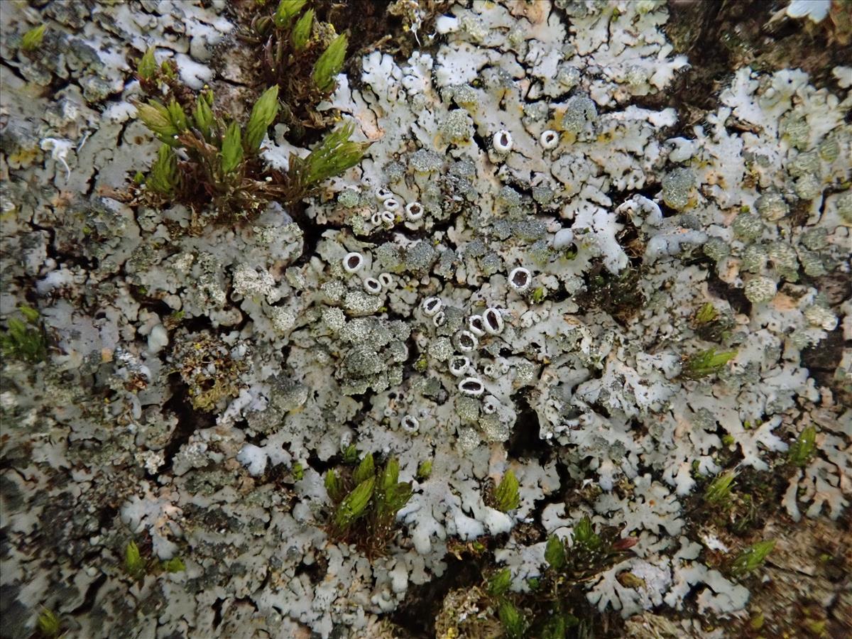 Phaeophyscia orbicularis (door Lukas Verboom)