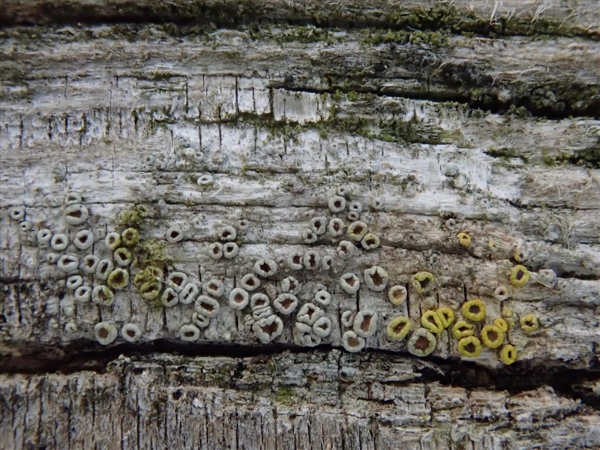 Lecanora intumescens (door Lukas Verboom)