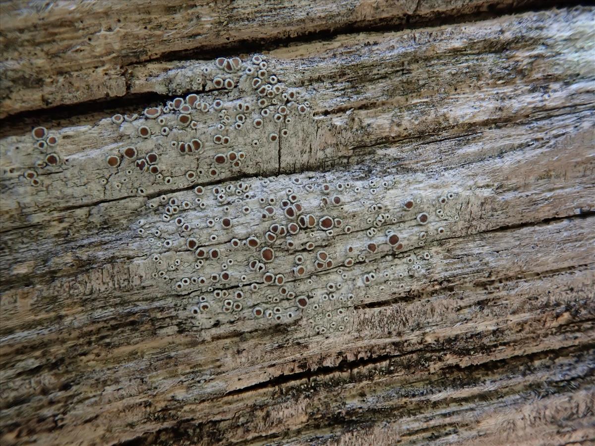 Lecanora pulicaris (door Lukas Verboom)