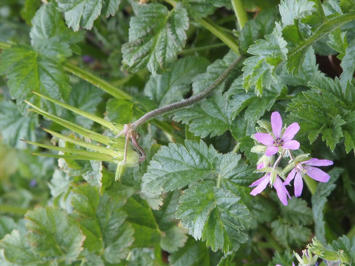 Erodium moschatum (door Willemien Troelstra)