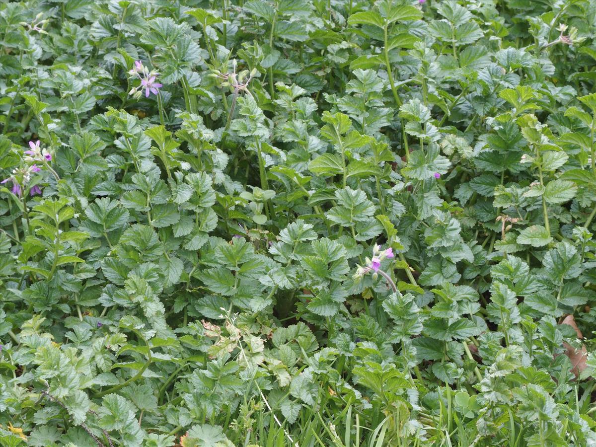 Erodium moschatum (door Willemien Troelstra)