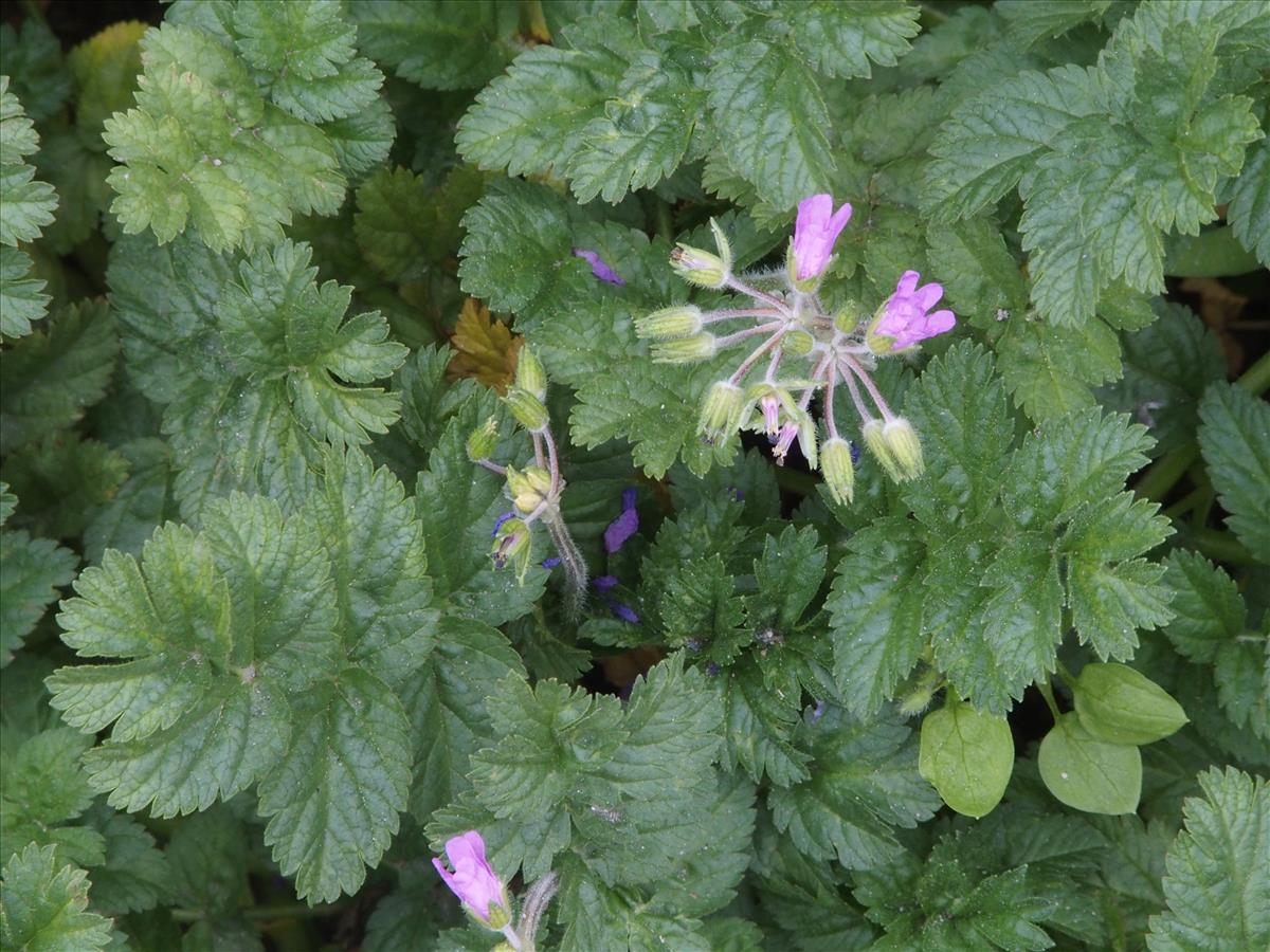 Erodium moschatum (door Willemien Troelstra)