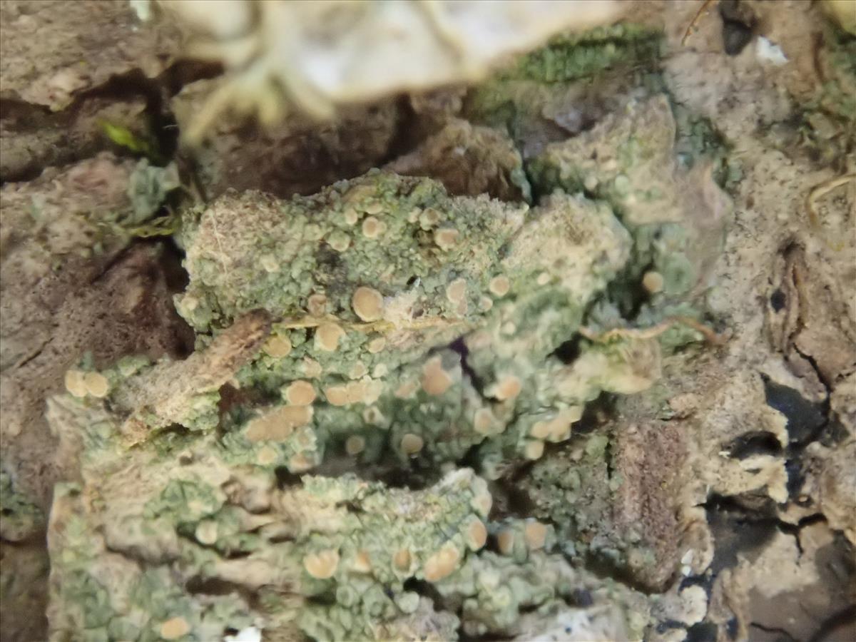 Biatoridium monasteriense (door Lukas Verboom)