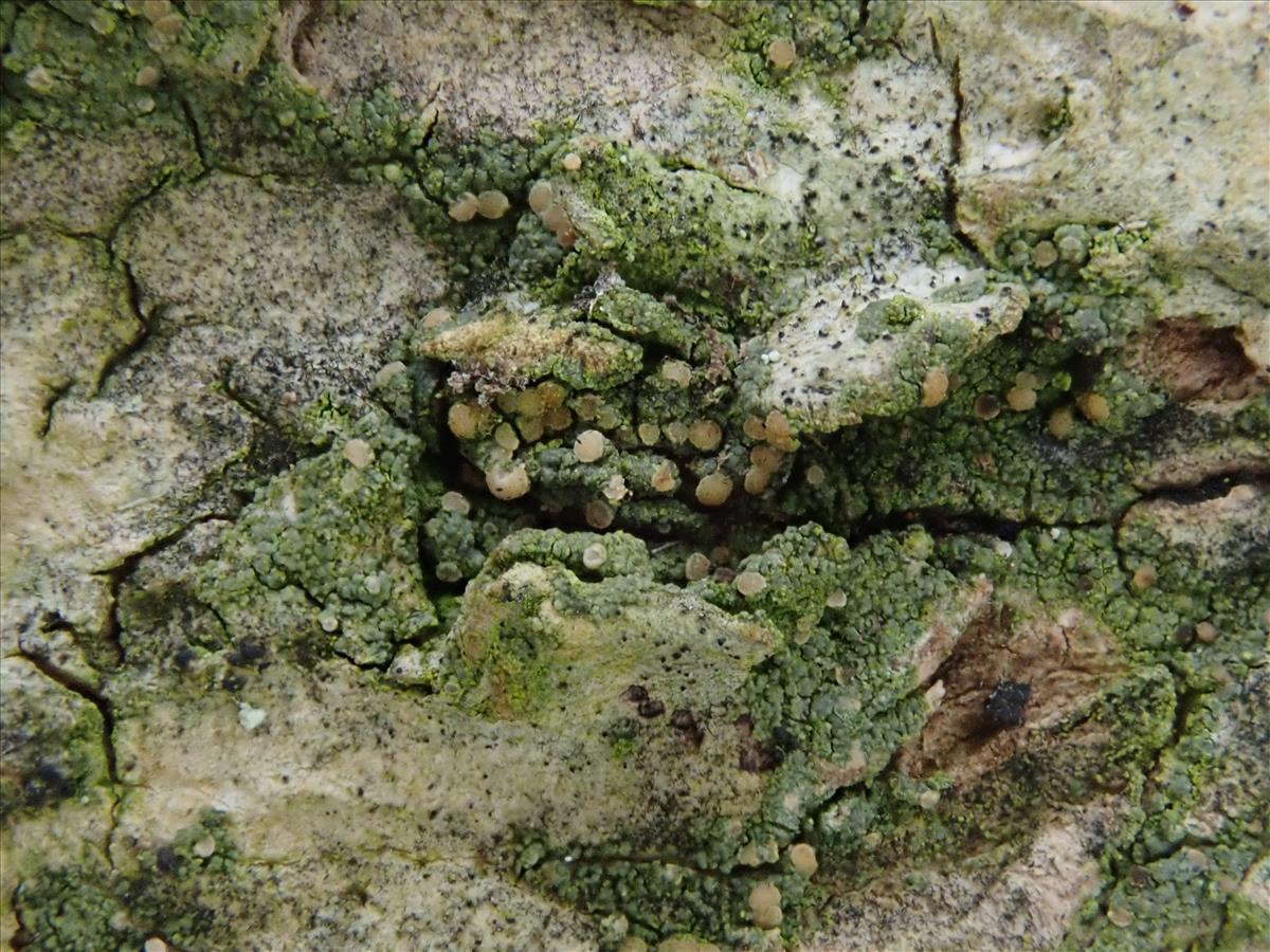 Biatoridium monasteriense (door Lukas Verboom)