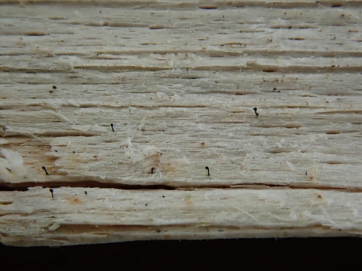 Chaenothecopsis pusilla (door Lukas Verboom)
