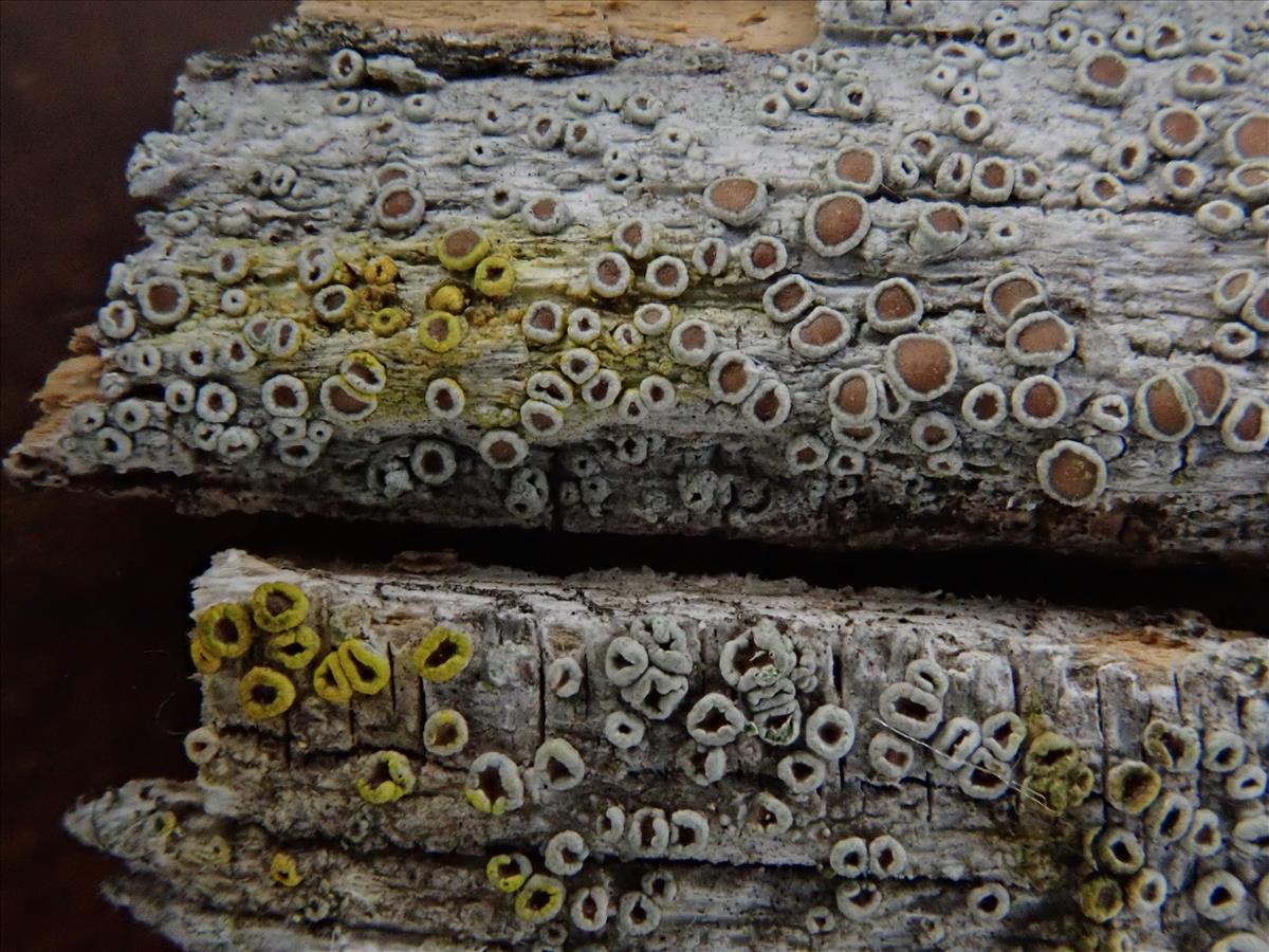 Lecanora intumescens (door Lukas Verboom)