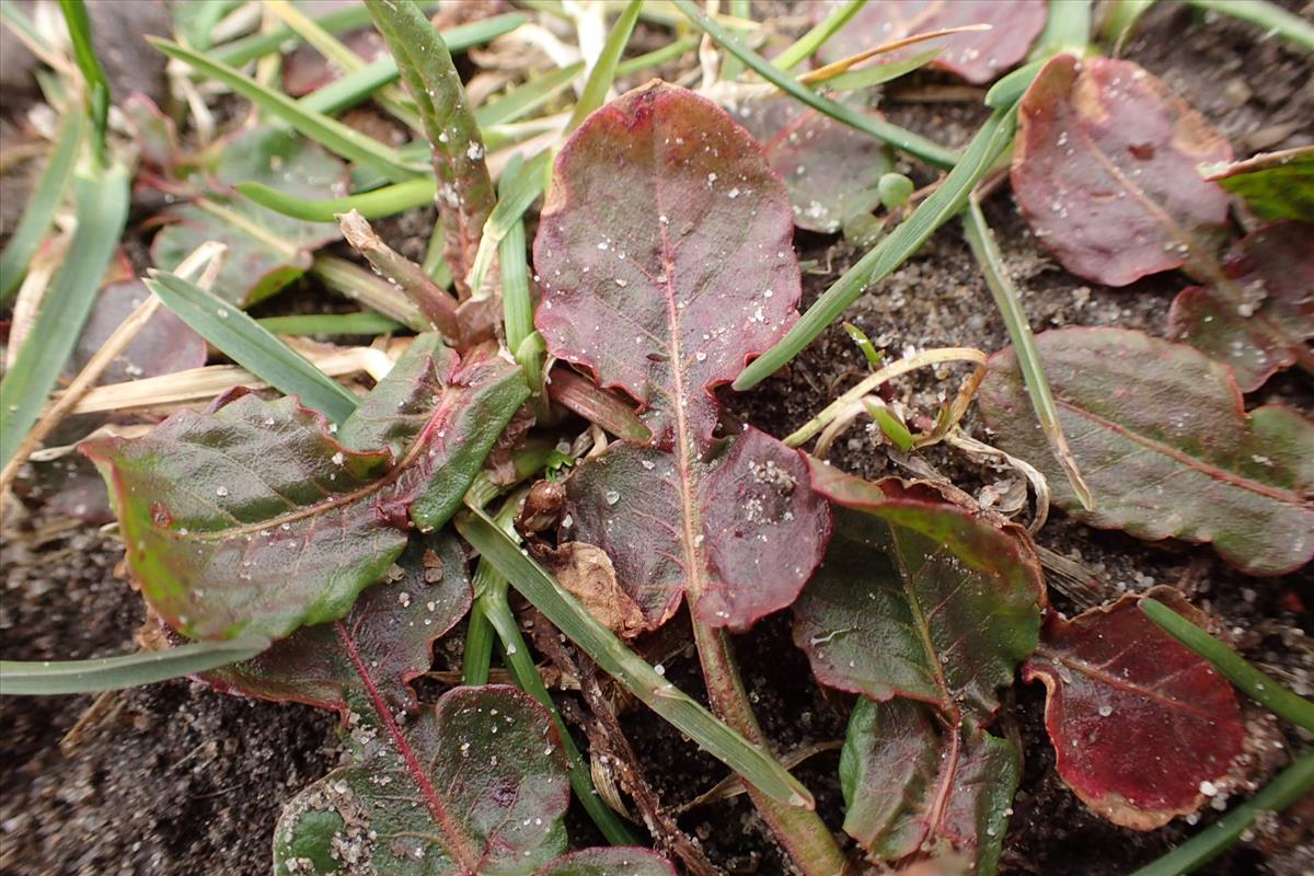 Rumex pulcher (door Sipke Gonggrijp)