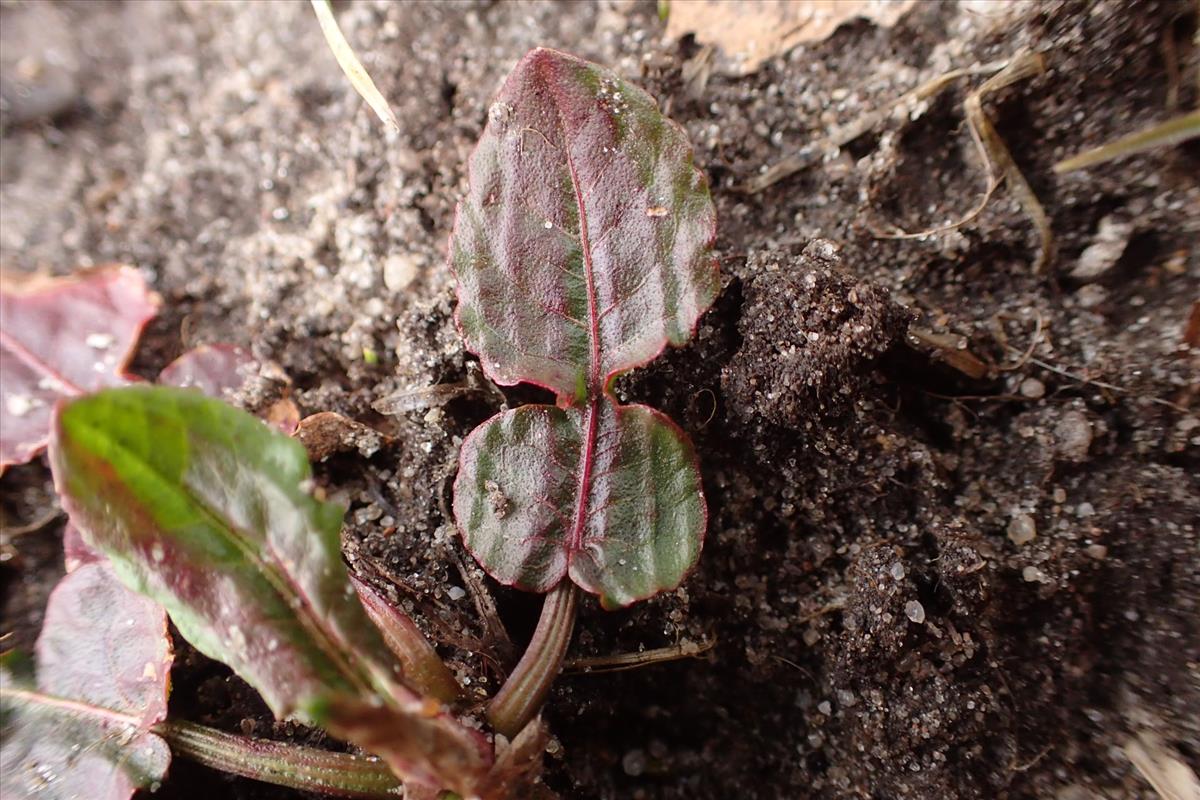 Rumex pulcher (door Sipke Gonggrijp)