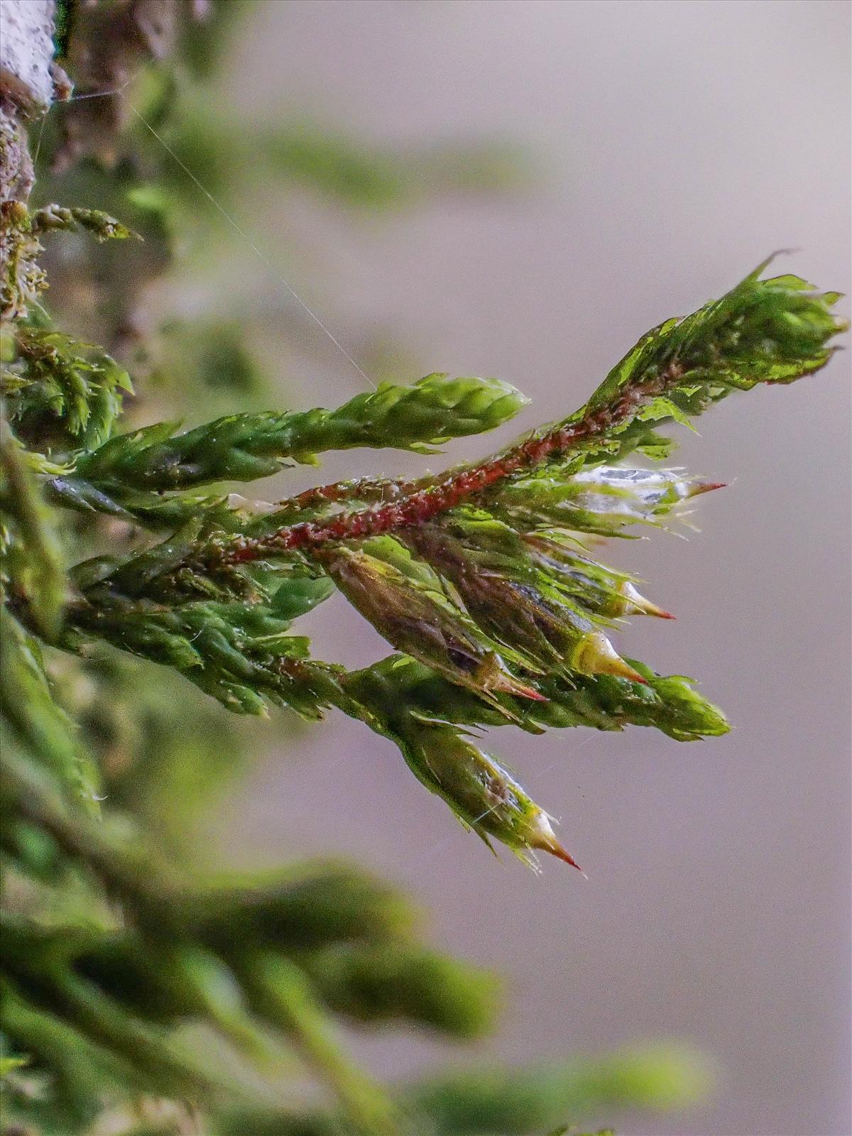 Cryphaea heteromalla (door Peter Hegi)