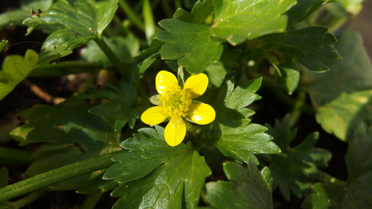 Ranunculus muricatus (door Sipke Gonggrijp)