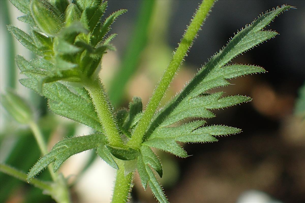 Erodium brachycarpum (door Sipke Gonggrijp)