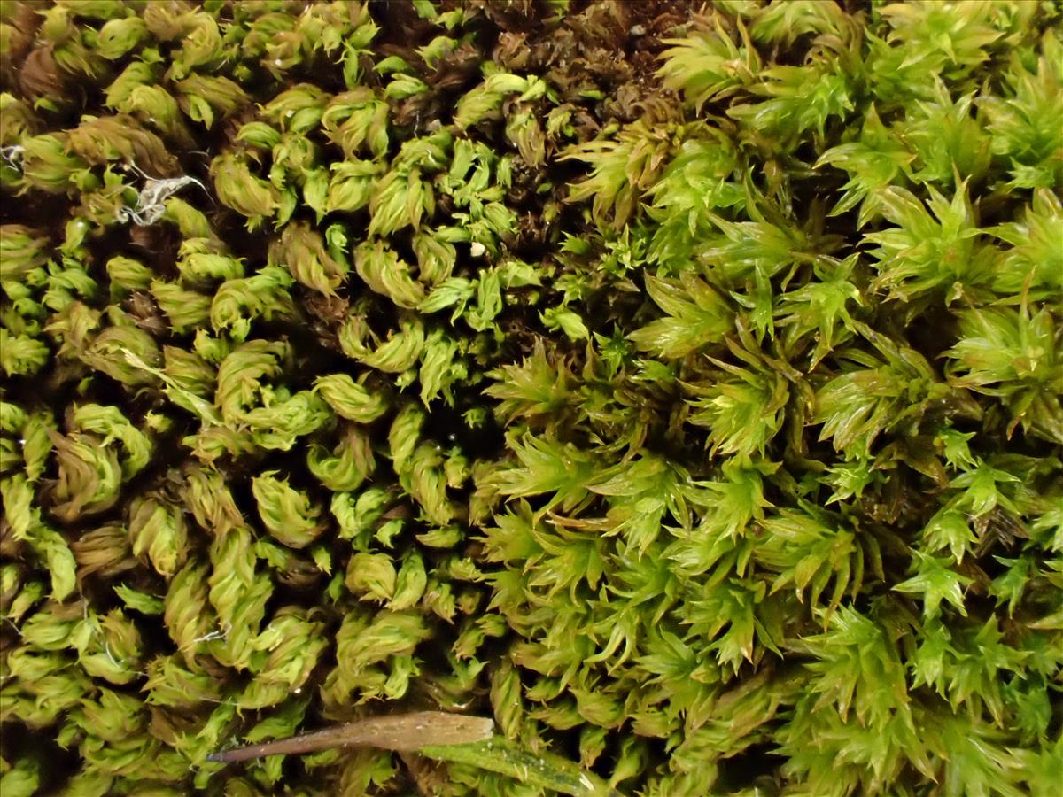 Zygodon viridissimus var. stirtonii (door Lukas Verboom)