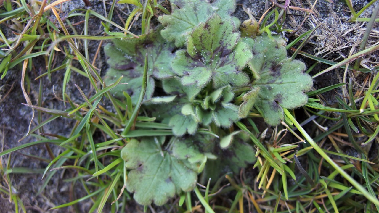 Ranunculus parviflorus (door Sipke Gonggrijp)