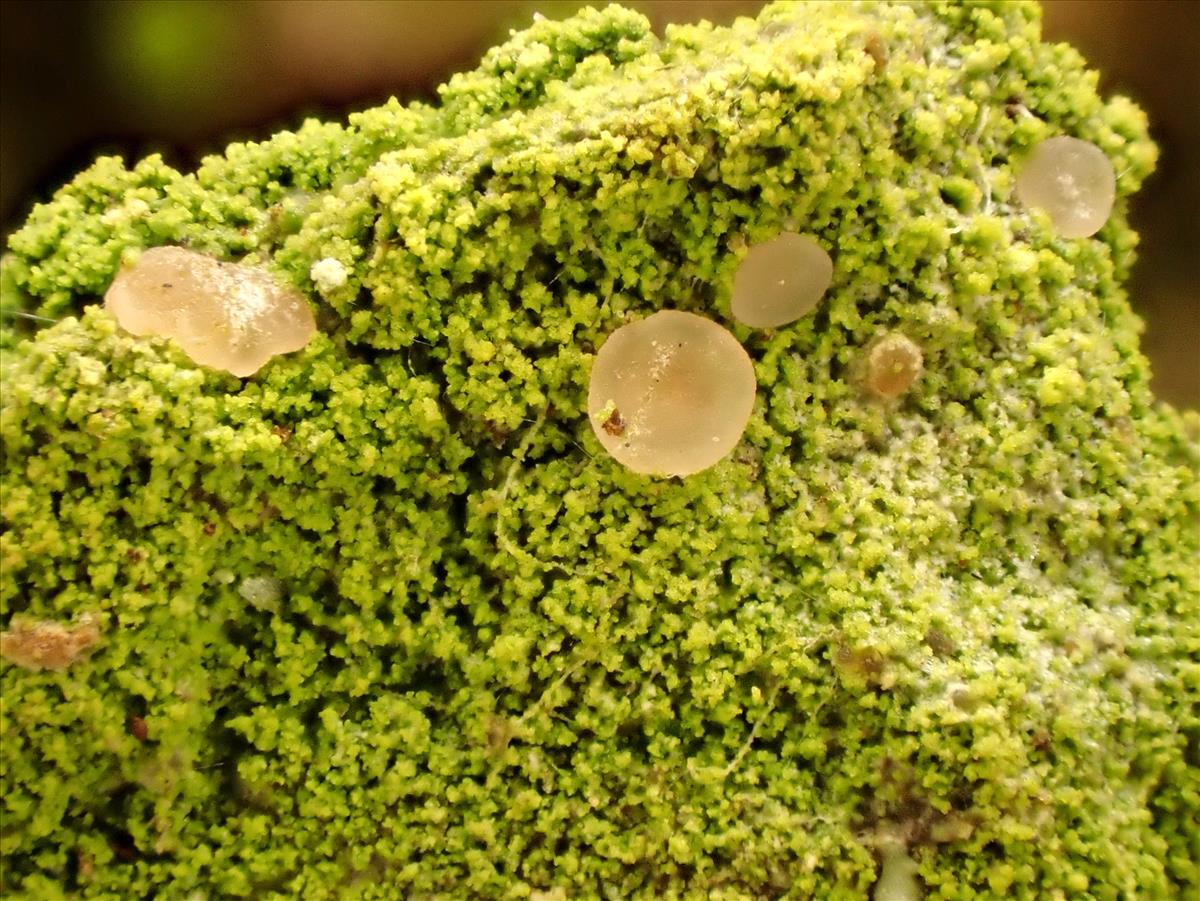 Bacidina delicata (door Matthijs Molenaar)