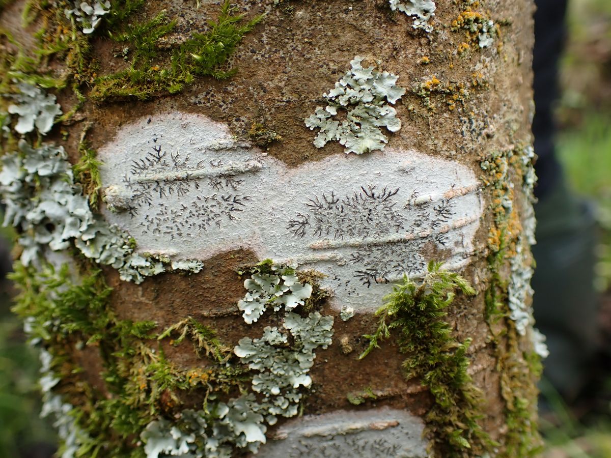 Phaeographis dendritica (door Jan Mudde)