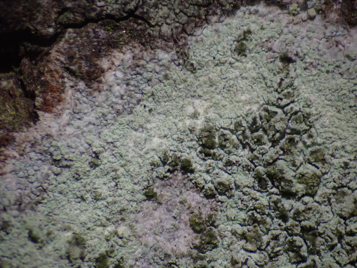 Lecanora compallens (door Lukas Verboom)
