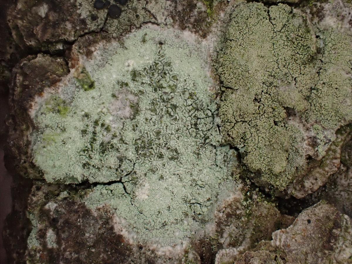 Lecanora compallens (door Lukas Verboom)