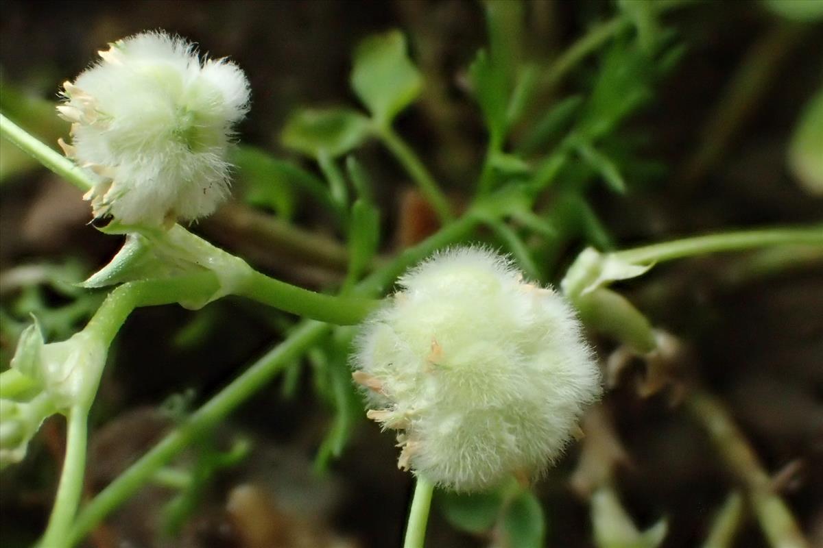 Trifolium tomentosum (door Sipke Gonggrijp)