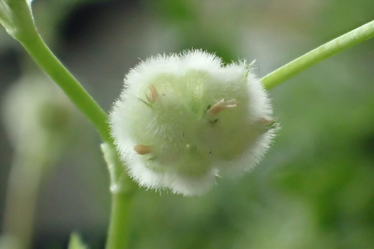 Trifolium tomentosum (door Sipke Gonggrijp)