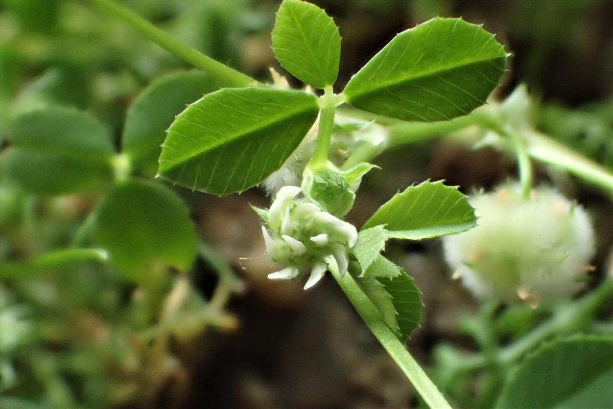 Trifolium tomentosum (door Sipke Gonggrijp)