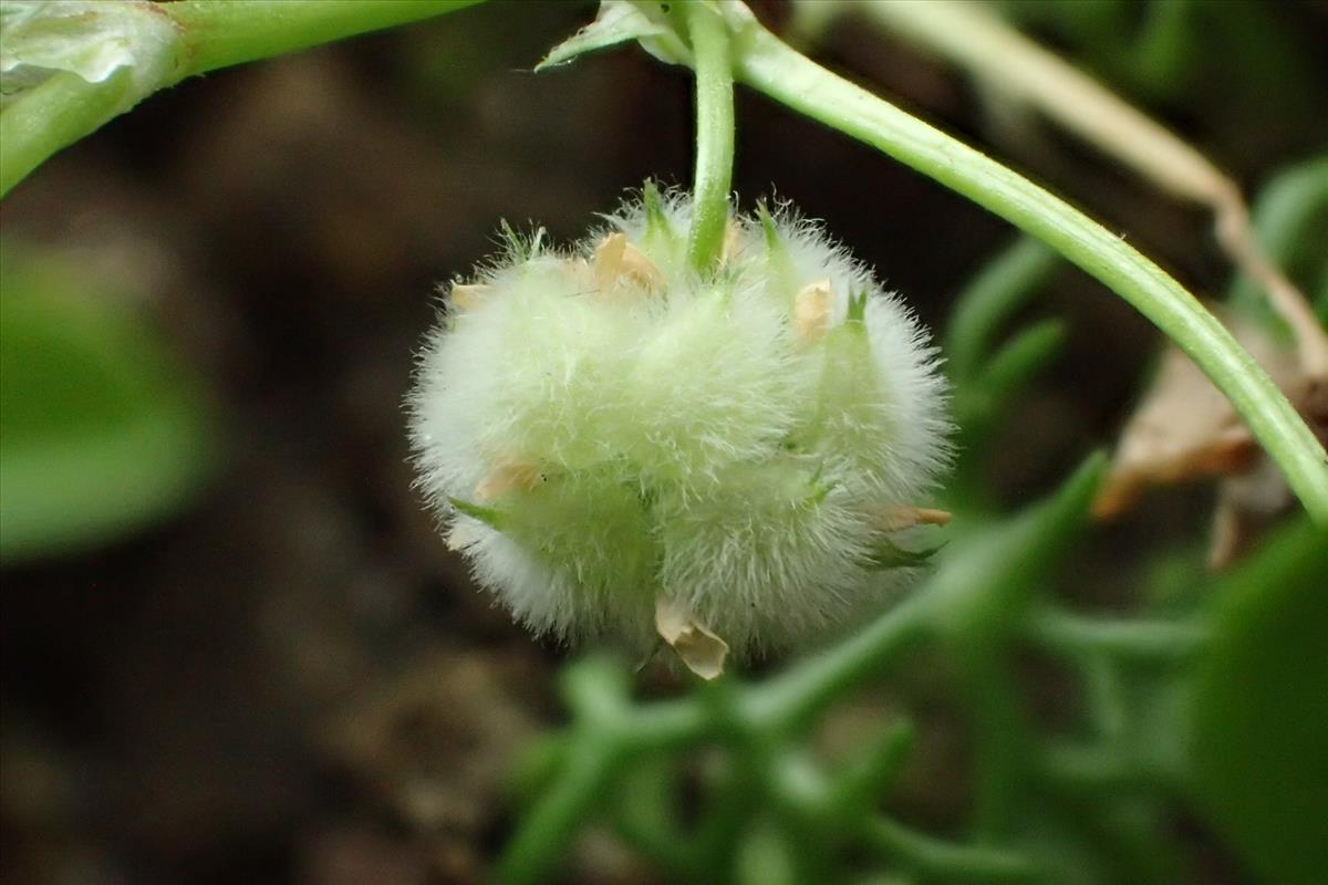 Trifolium tomentosum (door Sipke Gonggrijp)