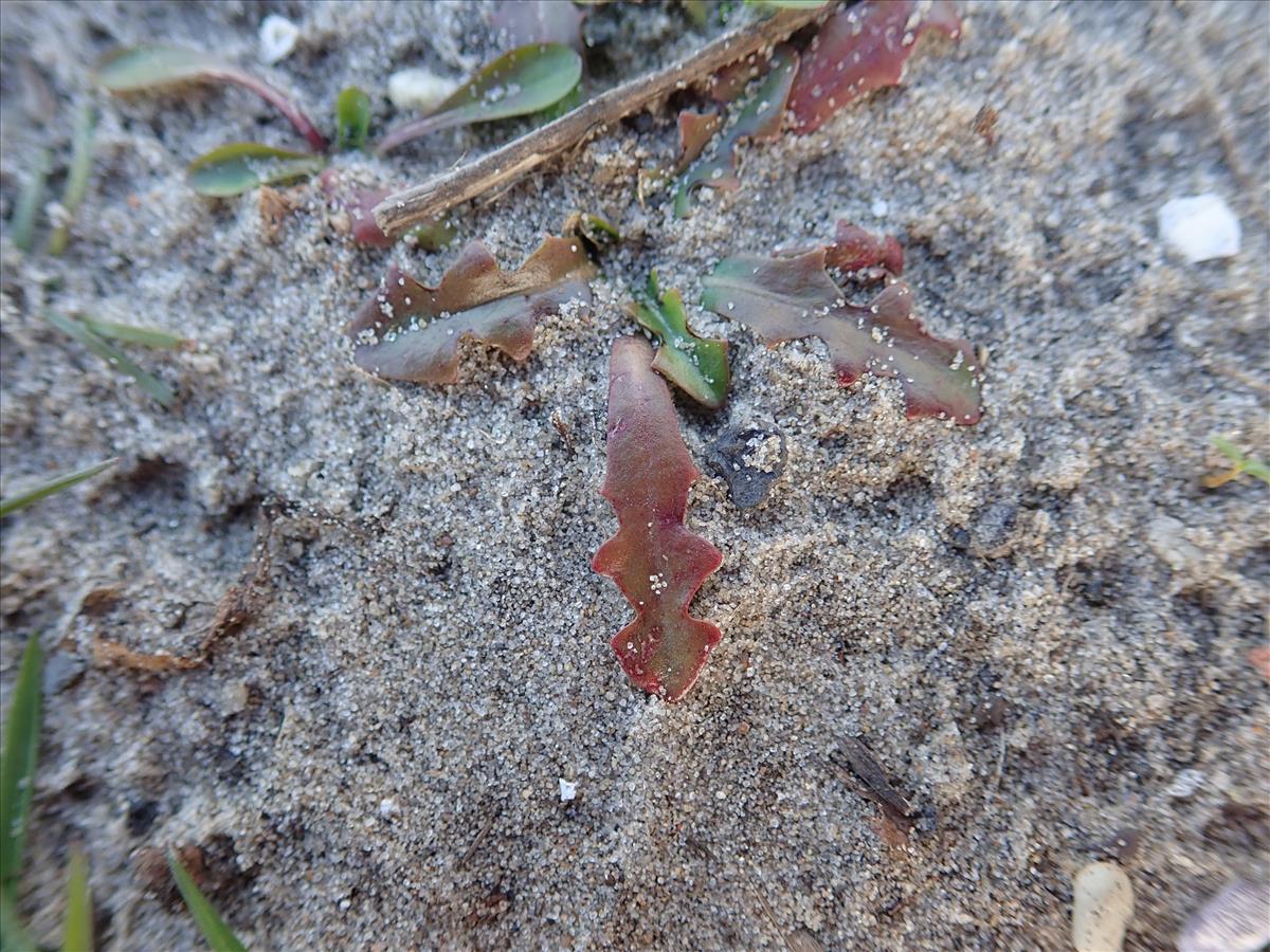 Hypochaeris glabra (door Tim van de Vondervoort)