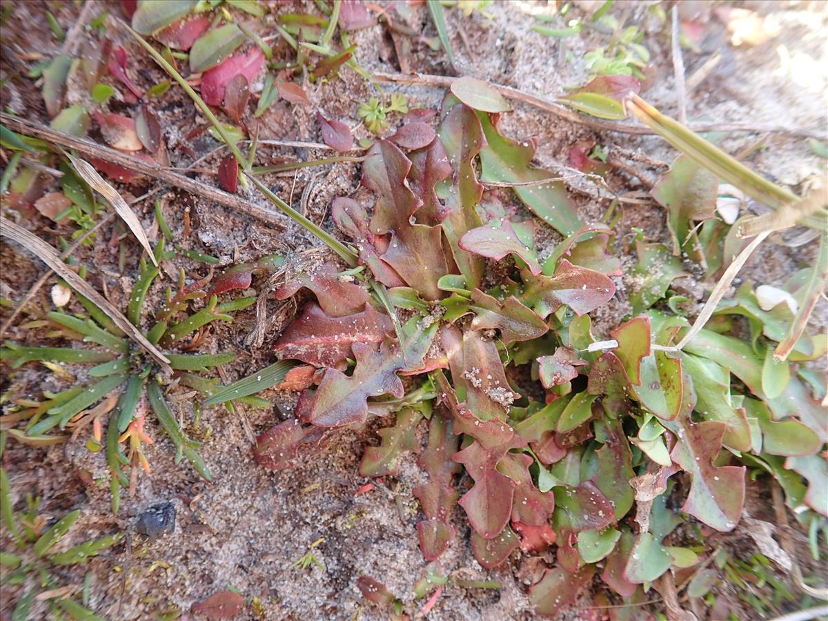 Hypochaeris glabra (door Tim van de Vondervoort)