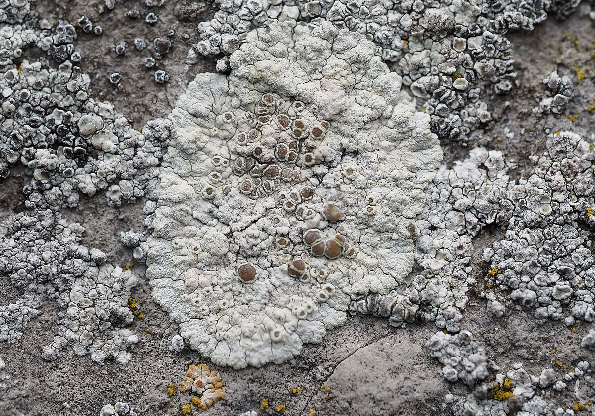 Myriolecis pruinosa (door Jeroen van der Loop)
