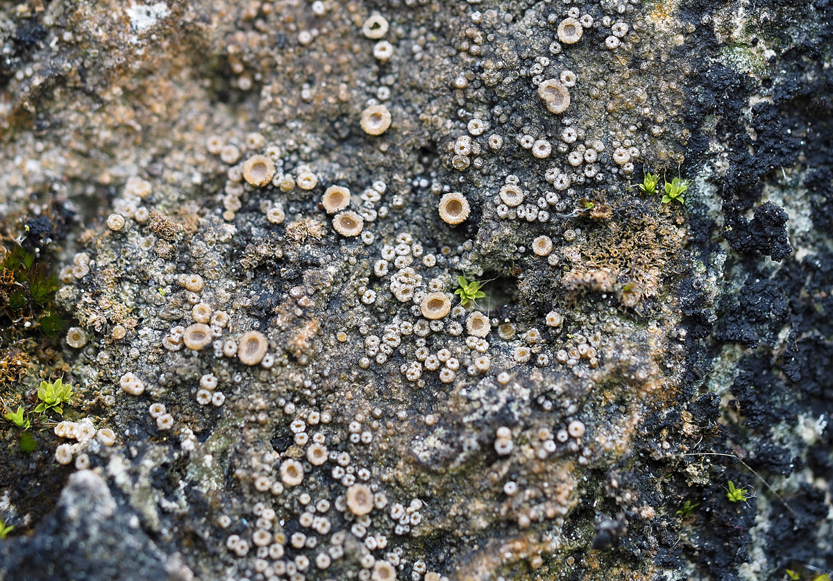 Secoliga jenensis (door Jeroen van der Loop)