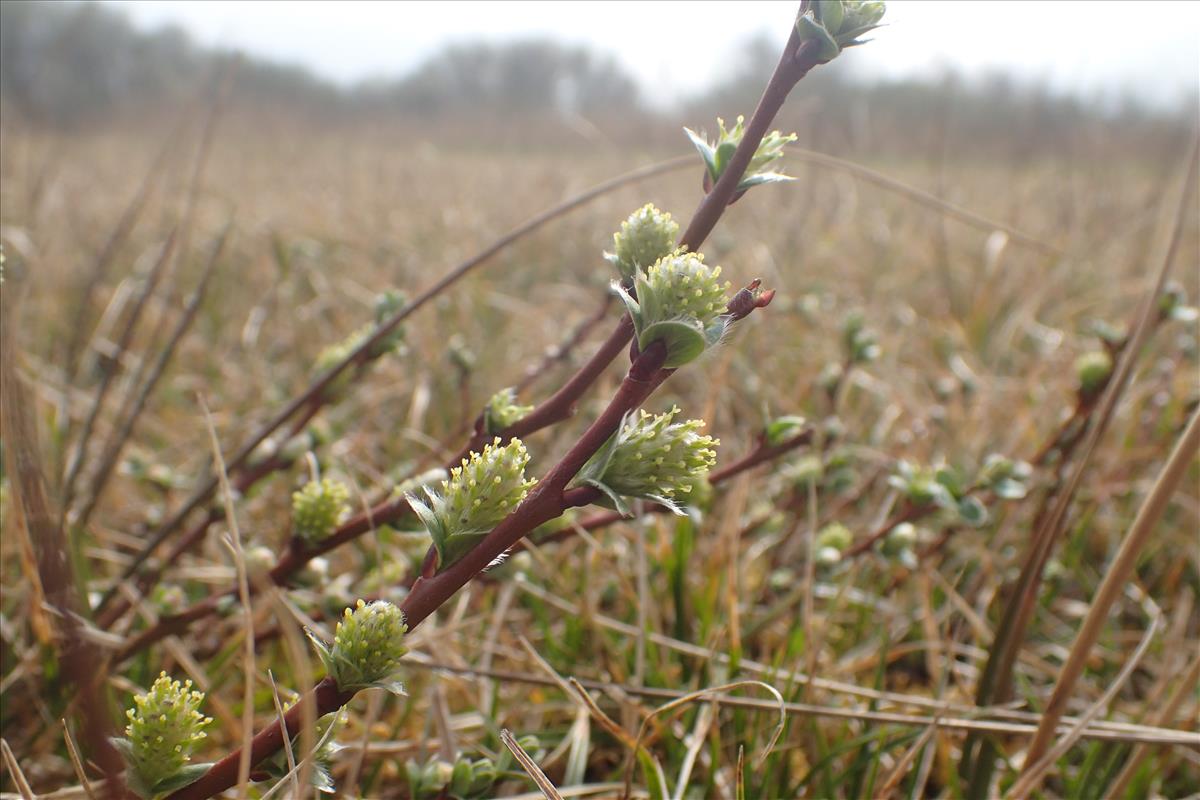 Salix repens (door Stef van Walsum)