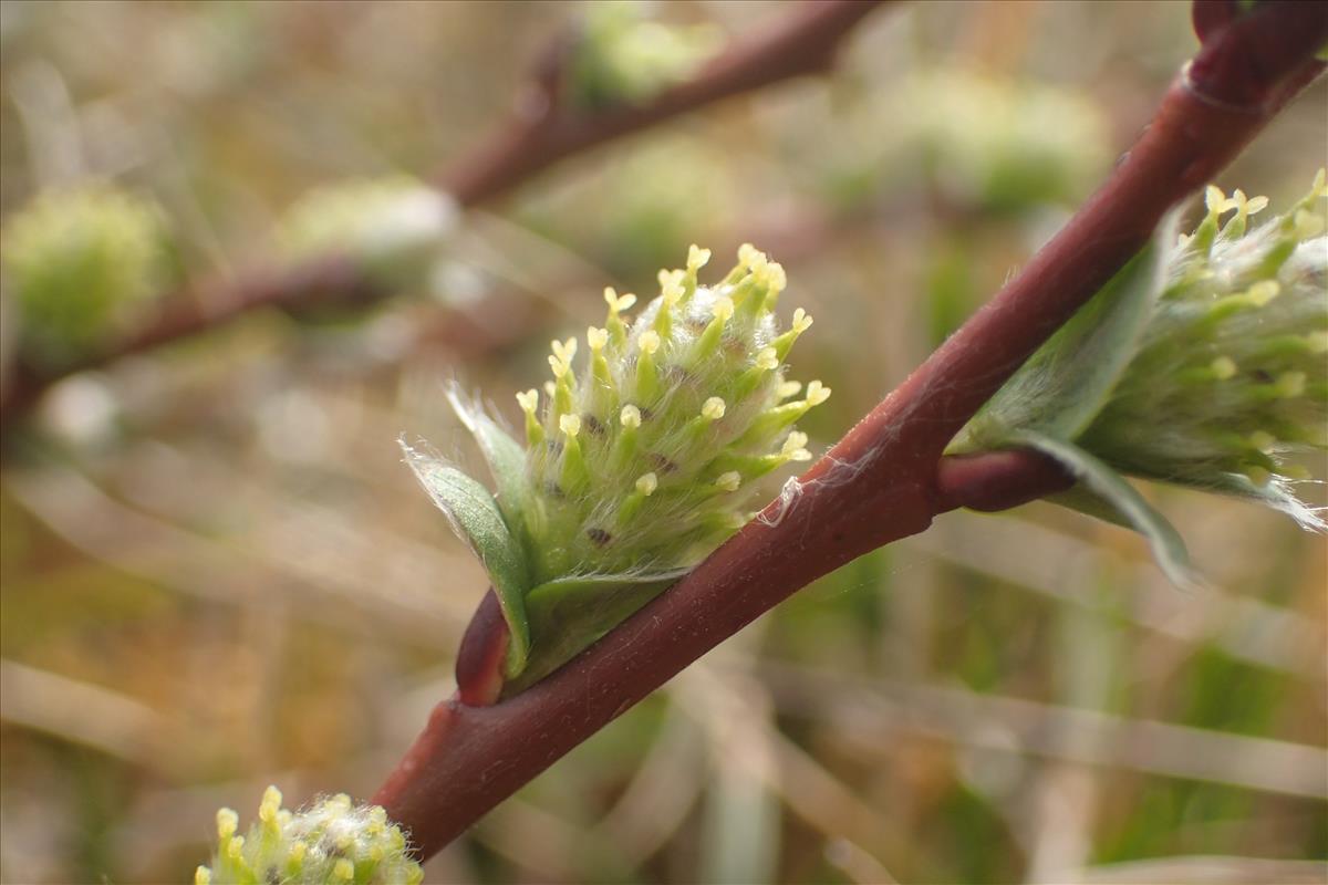 Salix repens (door Stef van Walsum)