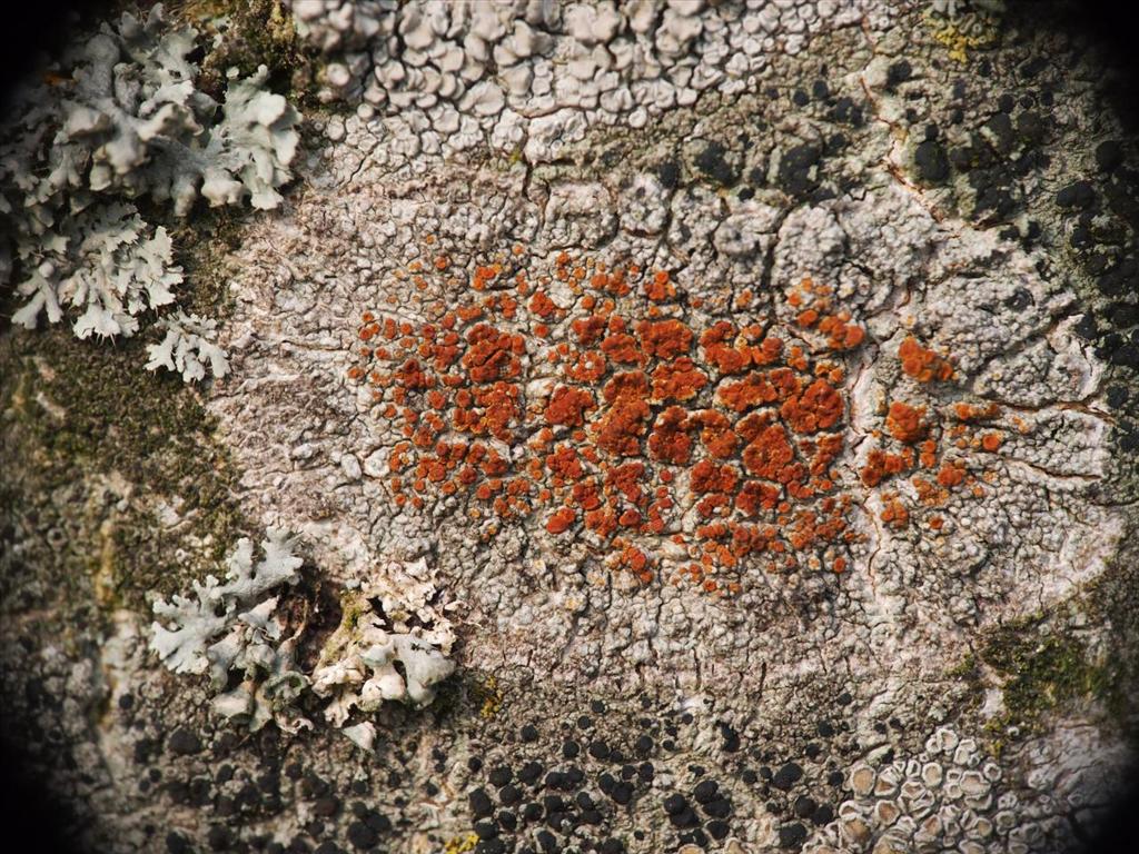 Blastenia ferruginea (door Dirk-Jan Dekker)