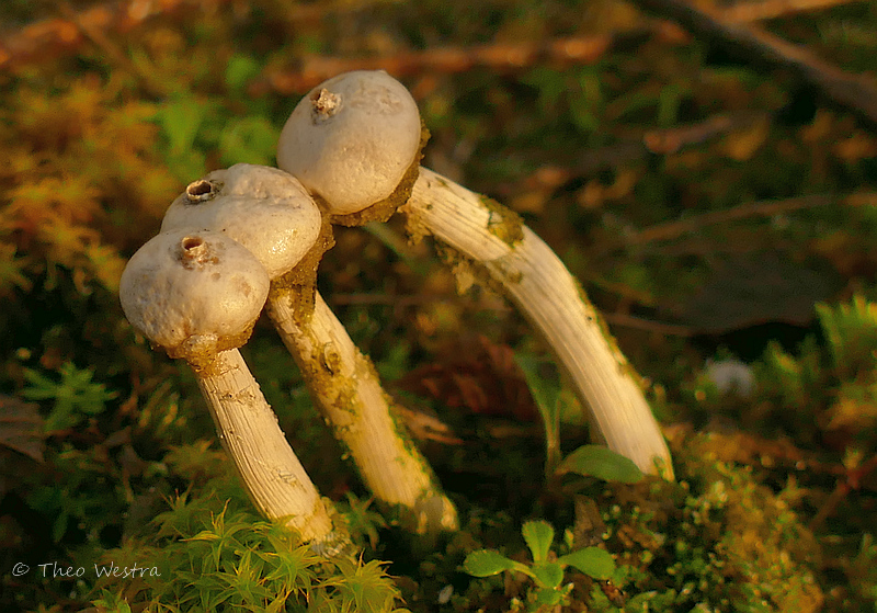 Tulostoma kotlabae (door Theo Westra)