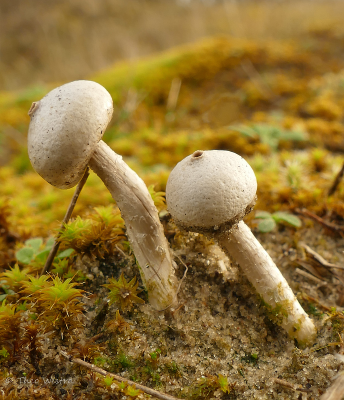 Tulostoma kotlabae (door Theo Westra)