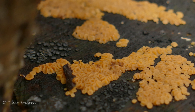 Bisporella subpallida (door Theo Westra)