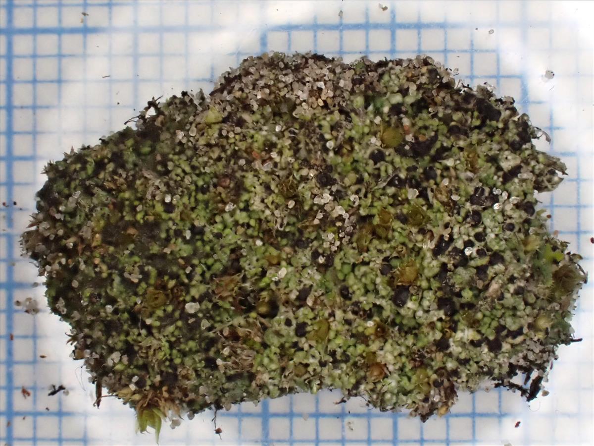 Thelenella muscorum (door Lukas Verboom)