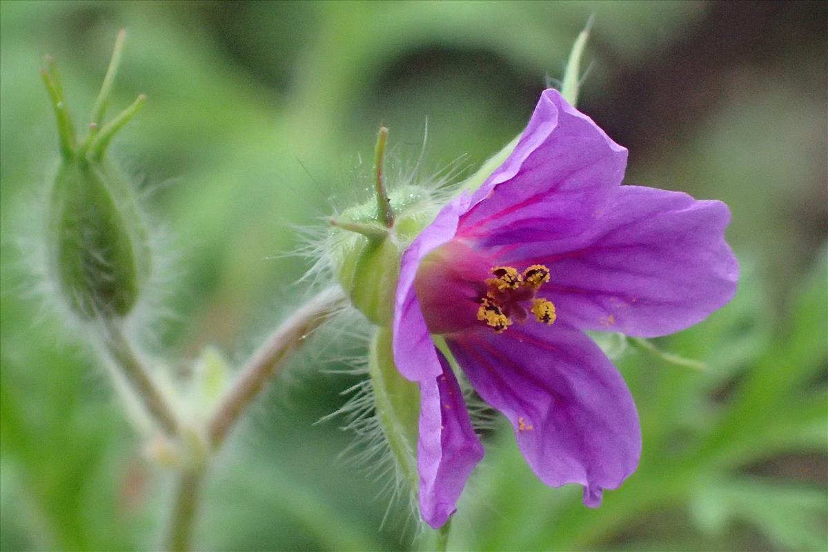 Erodium stephanianum (door Sipke Gonggrijp)