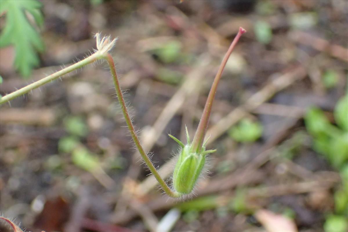 Erodium stephanianum (door Sipke Gonggrijp)