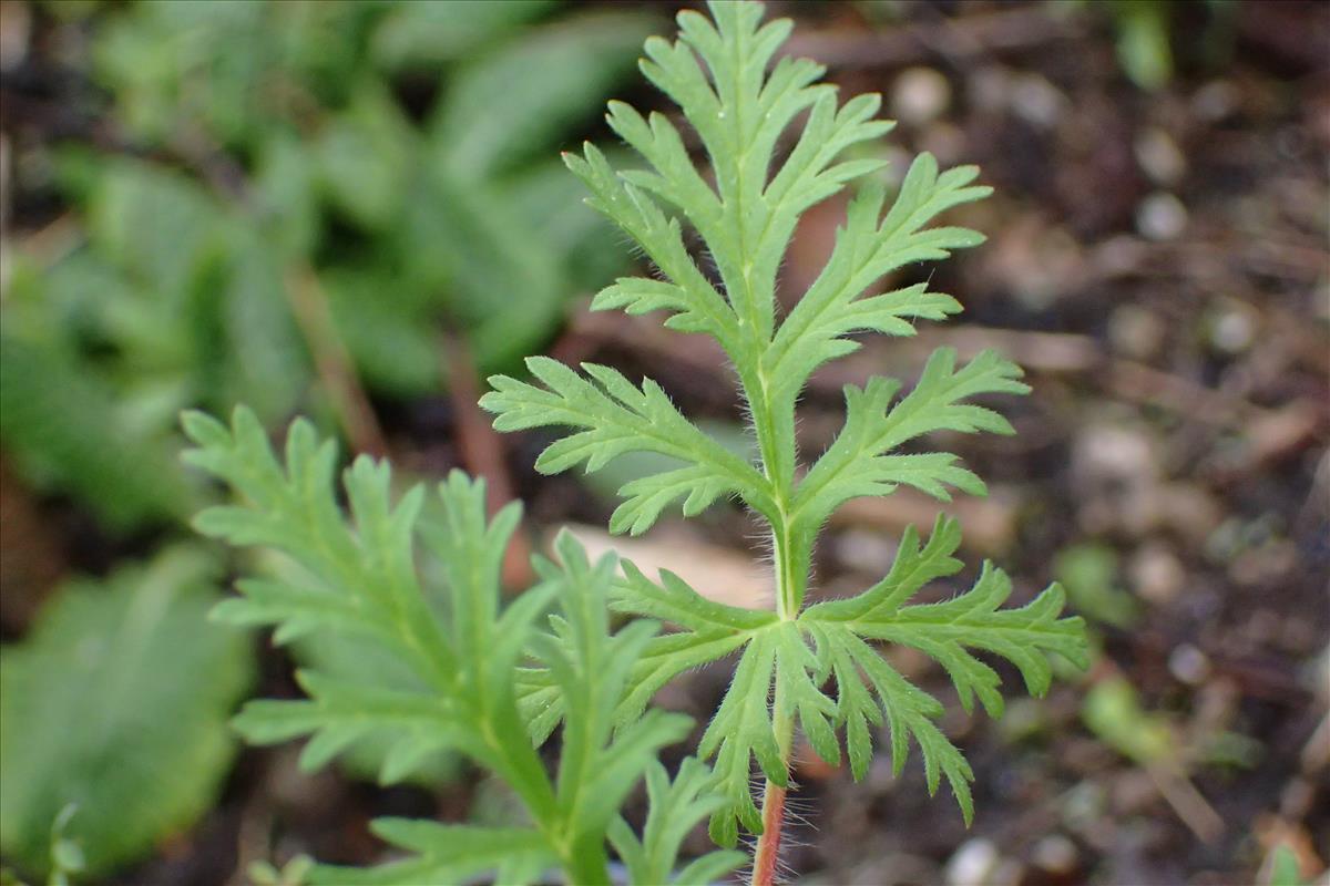 Erodium stephanianum (door Sipke Gonggrijp)