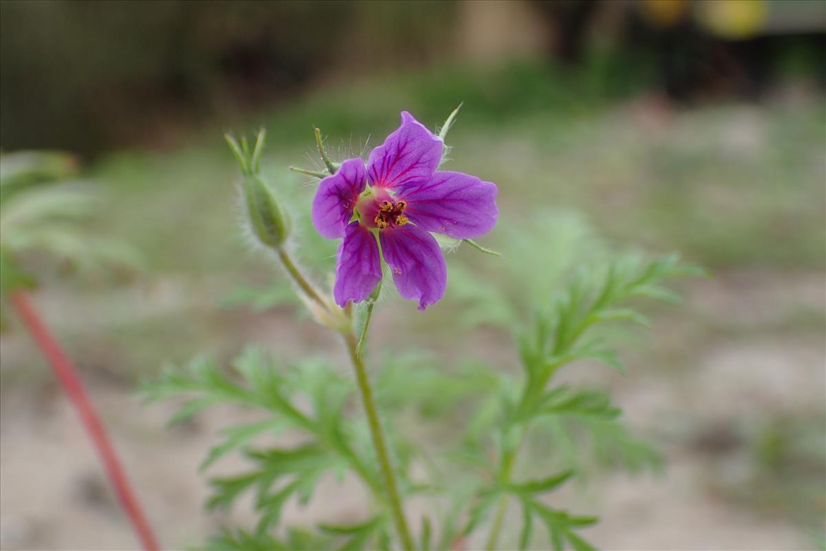 Erodium stephanianum (door Sipke Gonggrijp)