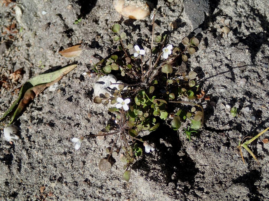 Cardamine corymbosa (door Adrie van Heerden)